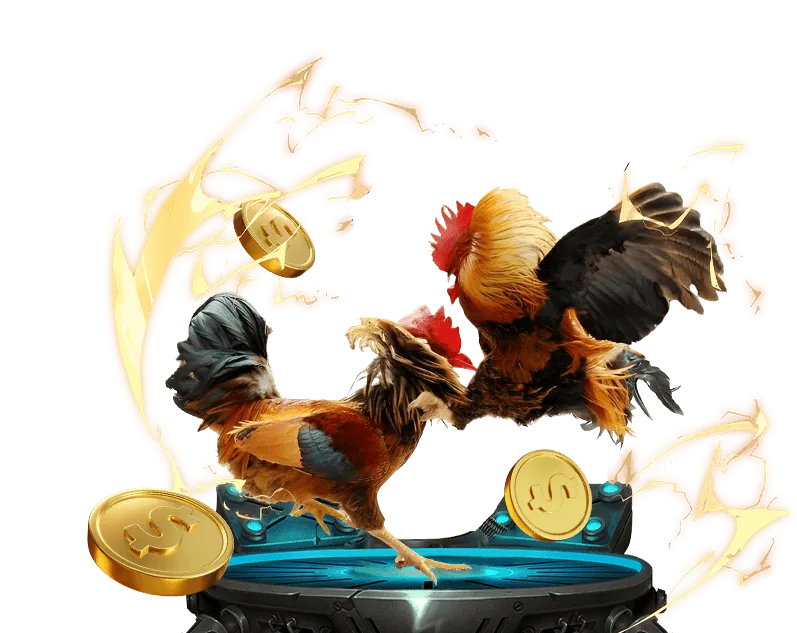 Đá gà trực tiếp từ trường gà